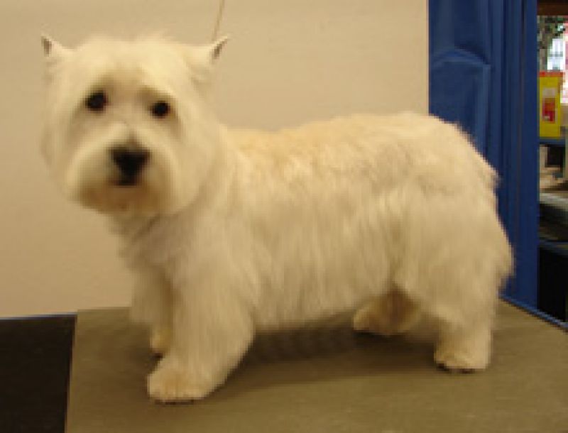 West Highland White Terrier