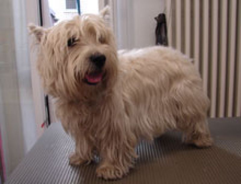 West Highland White Terrier