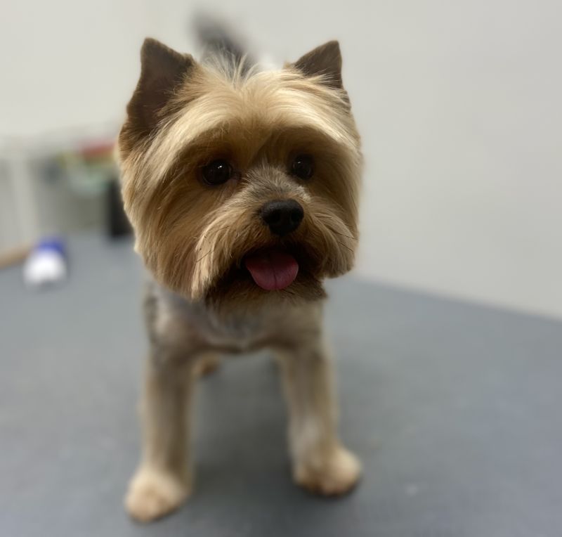 Yorkshire Terrier 