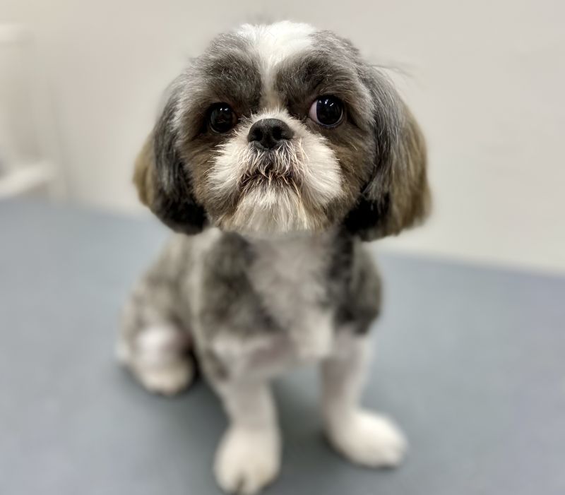 Shih Tzu