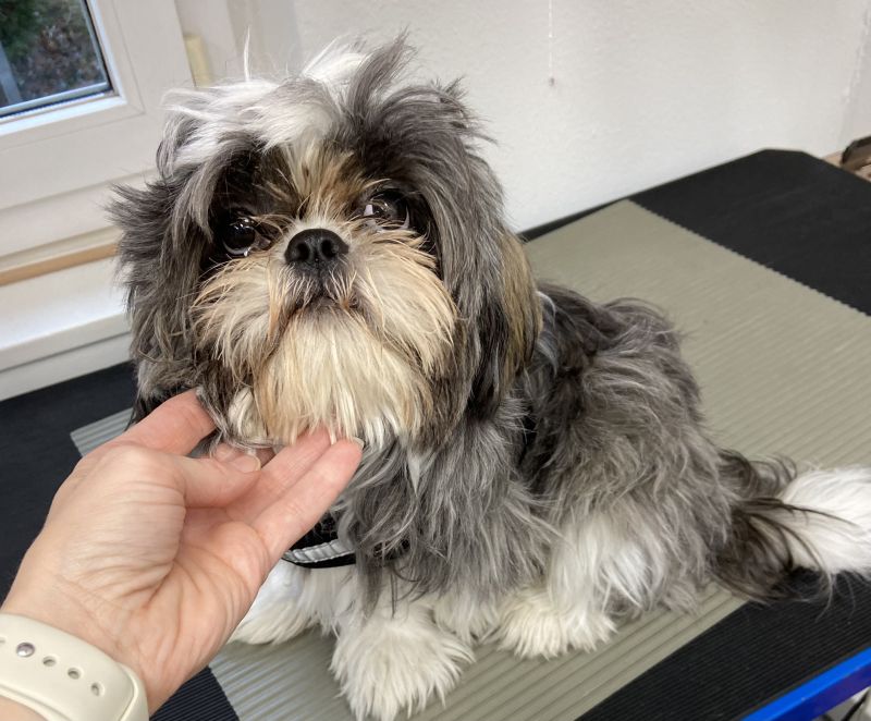 Shih Tzu