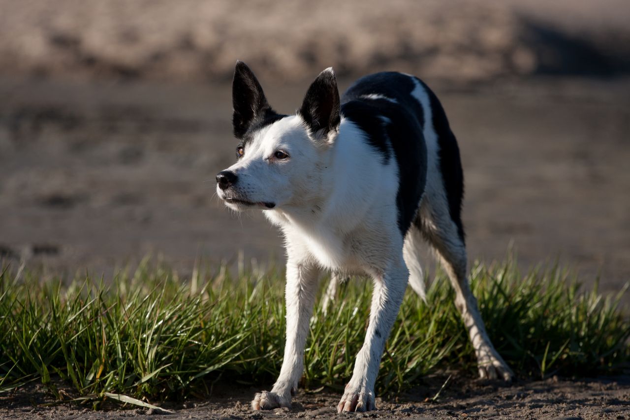 Agility Fotos von Bean - 0000-00-00